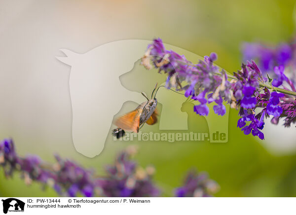 hummingbird hawkmoth / PW-13444