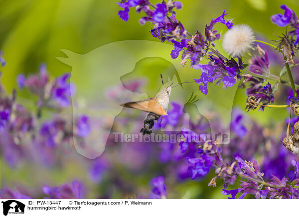 hummingbird hawkmoth / PW-13447