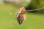 kentish glory butterfly