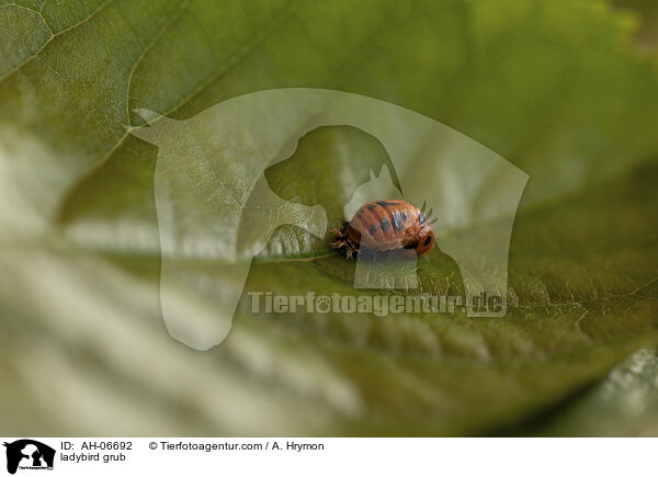 ladybird grub / AH-06692