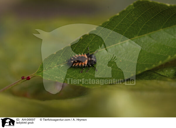 ladybird grub / AH-06697