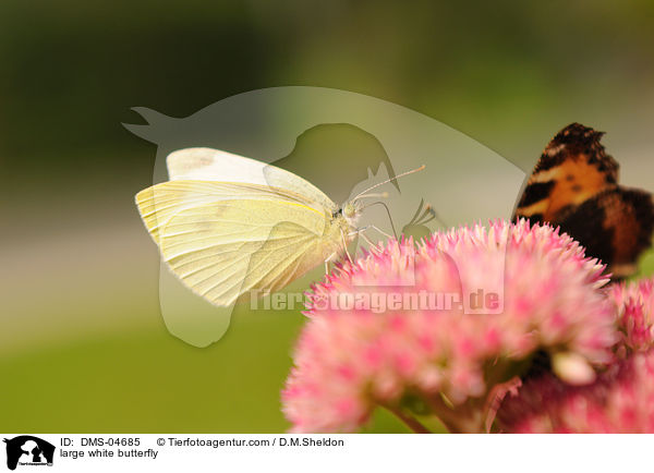 large white butterfly / DMS-04685