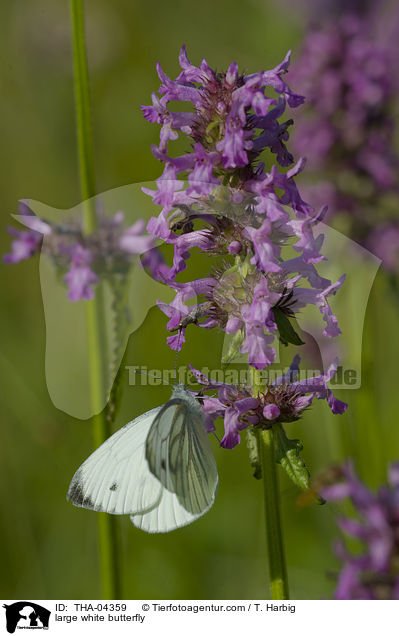 large white butterfly / THA-04359