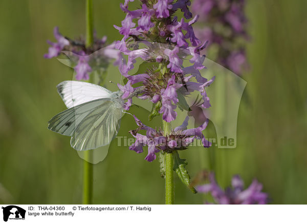 large white butterfly / THA-04360