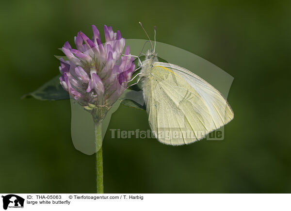 large white butterfly / THA-05063