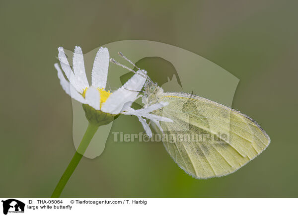 large white butterfly / THA-05064