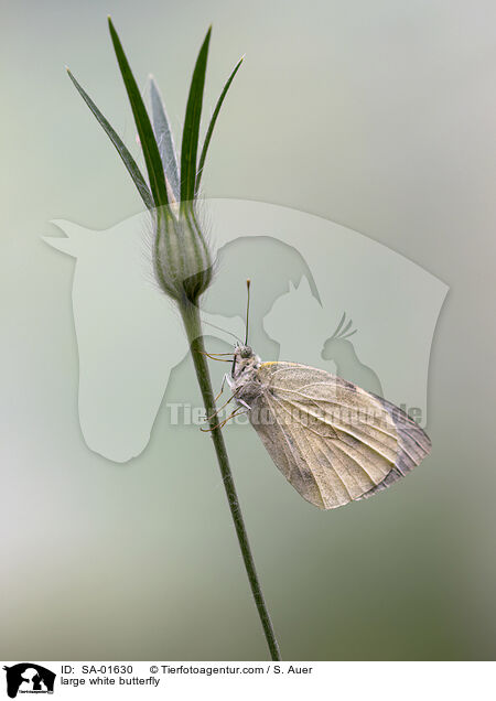 large white butterfly / SA-01630