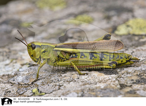 large marsh grasshopper / SO-02006
