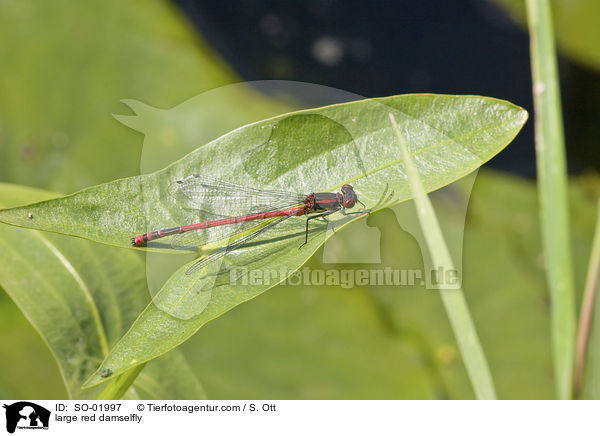 large red damselfly / SO-01997
