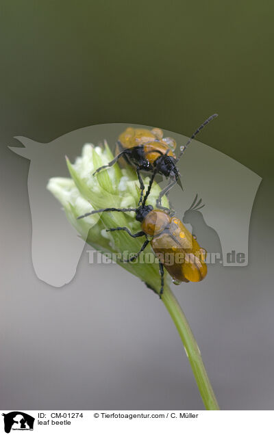 leaf beetle / CM-01274