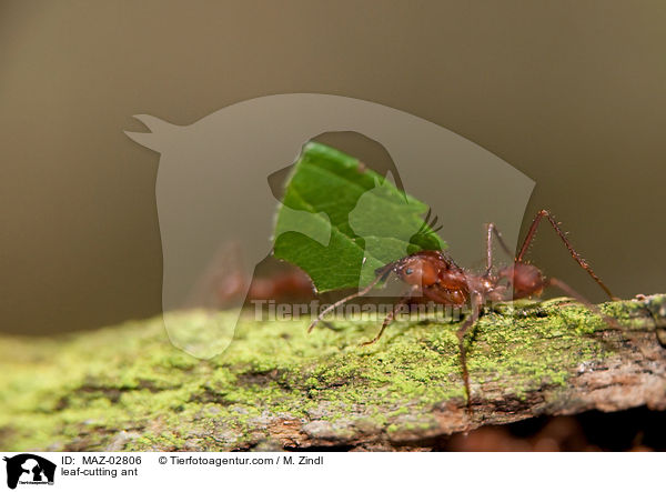 leaf-cutting ant / MAZ-02806