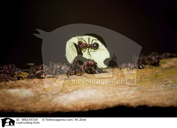 Leaf-cutting Ants / MAZ-05729
