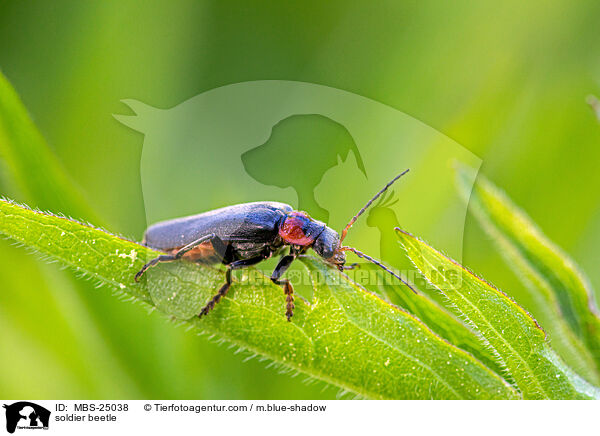 soldier beetle / MBS-25038