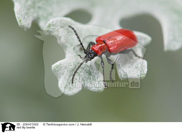 red lily beetle / JOH-01002