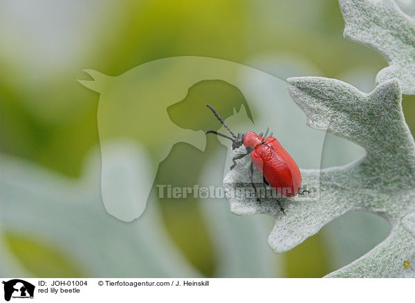 red lily beetle / JOH-01004