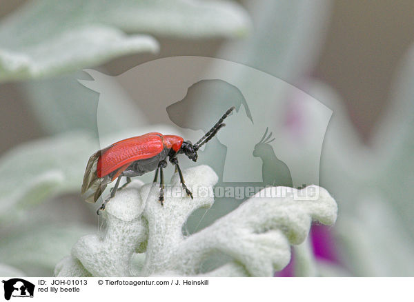 red lily beetle / JOH-01013