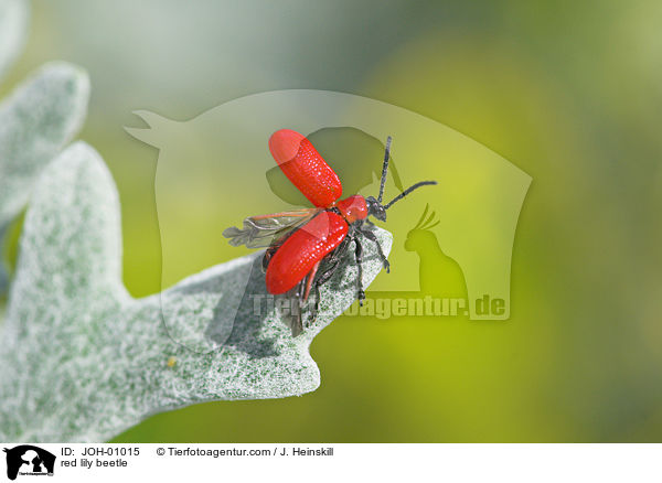 red lily beetle / JOH-01015