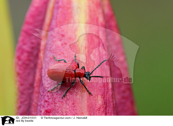 red lily beetle / JOH-01031