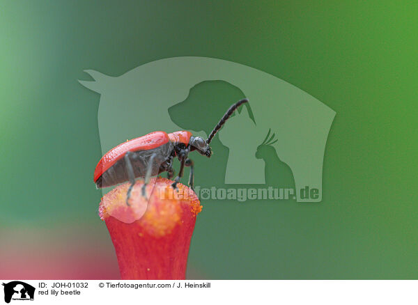 red lily beetle / JOH-01032