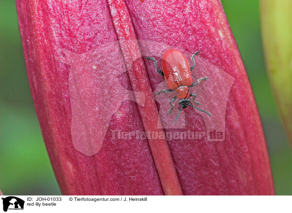 red lily beetle / JOH-01033