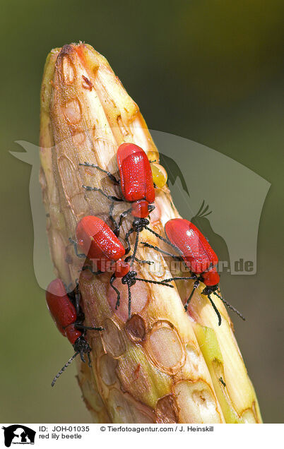 red lily beetle / JOH-01035