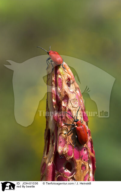 red lily beetle / JOH-01036