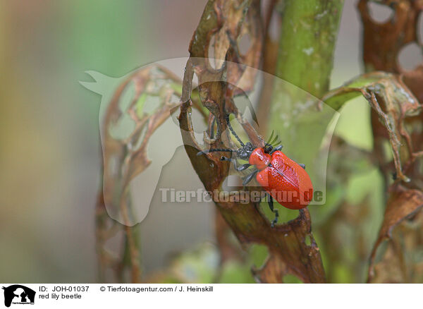 red lily beetle / JOH-01037