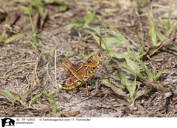 grasshopper / FF-12903