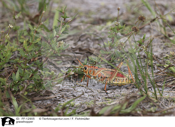 grasshopper / FF-12905