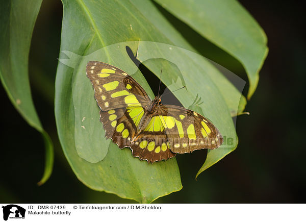Malachite butterfly / DMS-07439