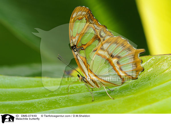 Malachite butterfly / DMS-07449