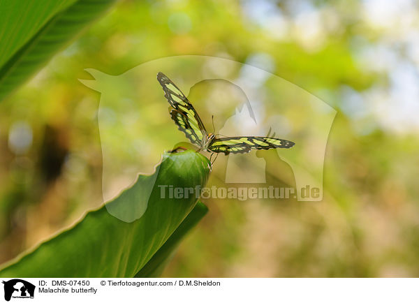 Malachite butterfly / DMS-07450