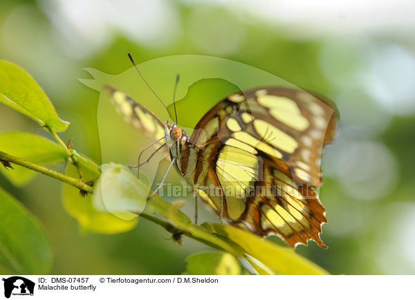 Malachite butterfly / DMS-07457