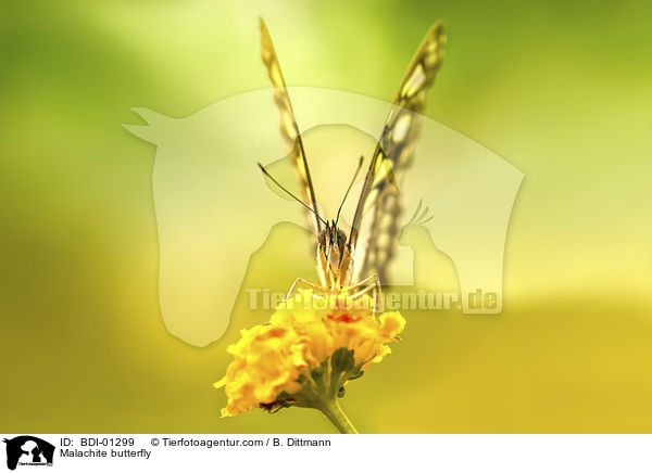 Malachite butterfly / BDI-01299