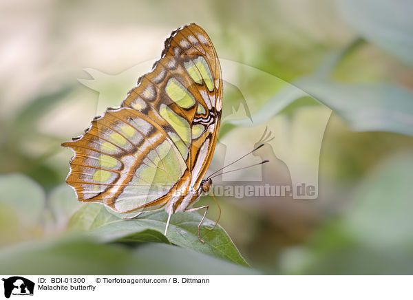 Malachite butterfly / BDI-01300