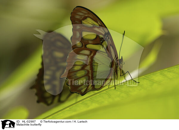Malachite butterfly / HL-02987