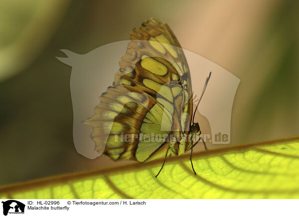 Malachite butterfly / HL-02996