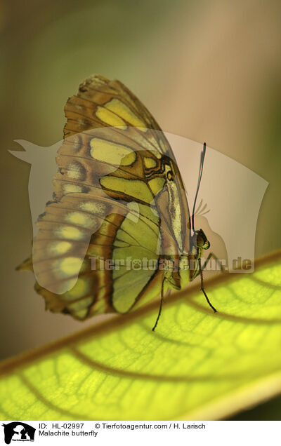 Malachite butterfly / HL-02997