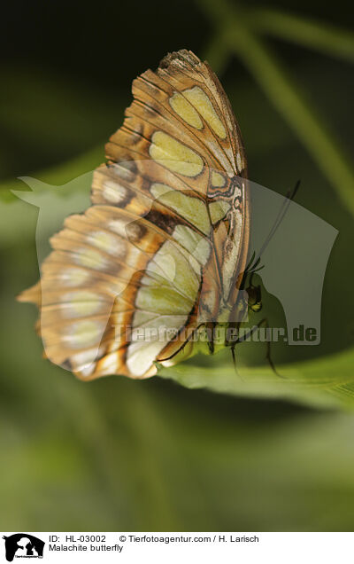 Malachite butterfly / HL-03002
