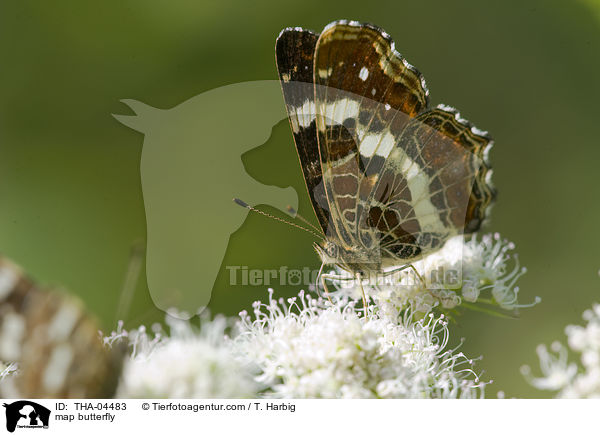 map butterfly / THA-04483