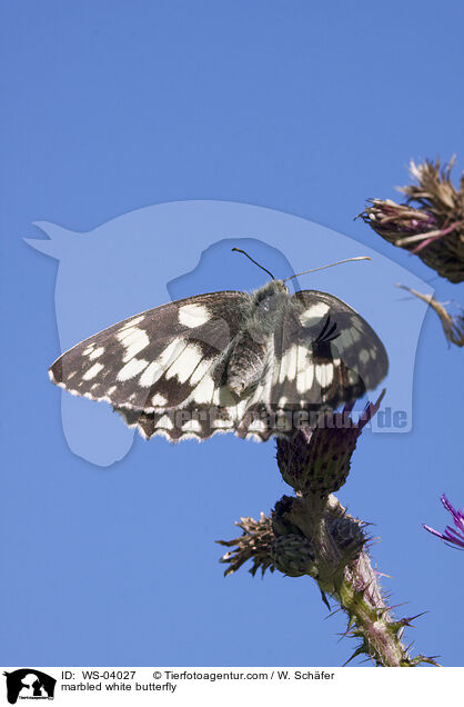 marbled white butterfly / WS-04027