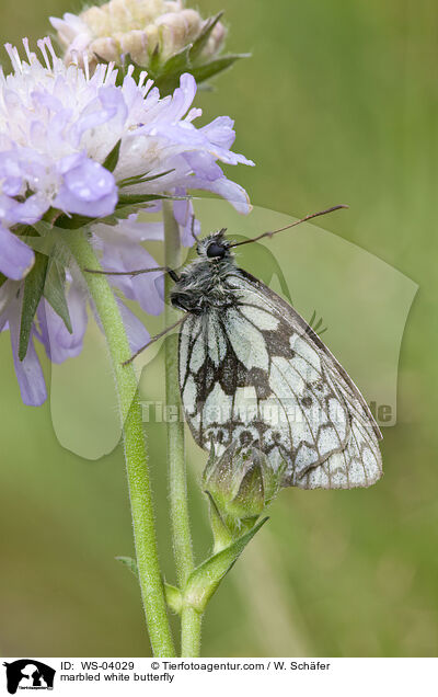 marbled white butterfly / WS-04029