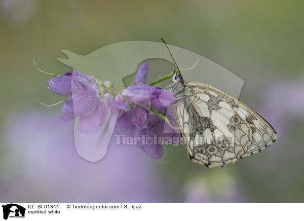 marbled white / SI-01844
