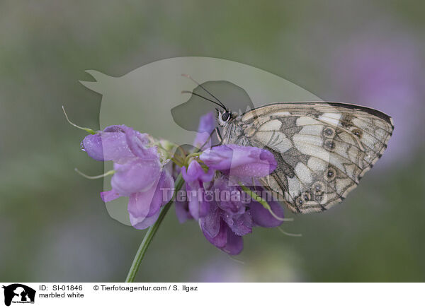 marbled white / SI-01846