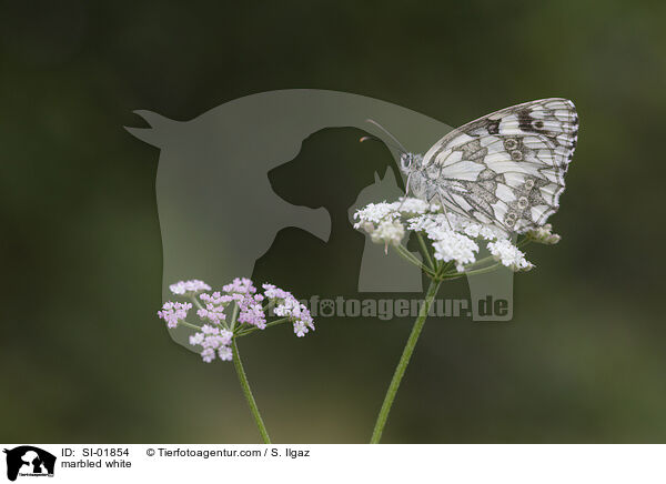 marbled white / SI-01854
