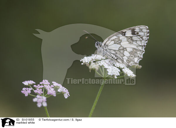 marbled white / SI-01855