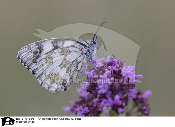 marbled white / SI-01856
