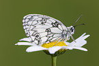 marbled white butterfly
