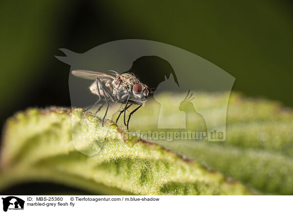 marbled-grey flesh fly / MBS-25360