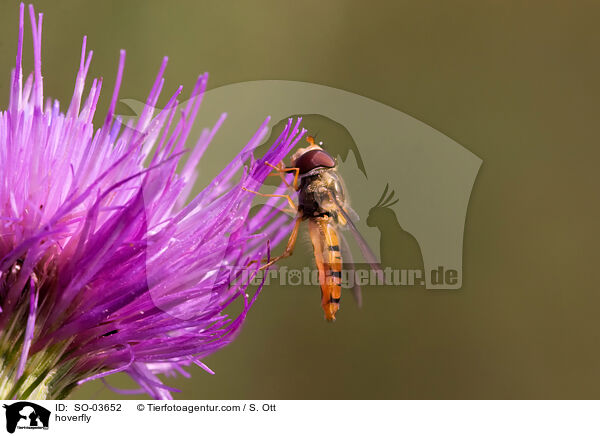 hoverfly / SO-03652